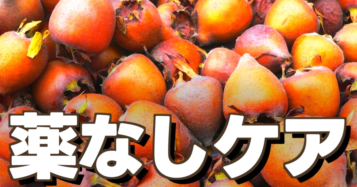 妊娠中の咳がつらい夜に…薬を増やしたくない人が知っておきたい「びわの葉」のやさしいケア