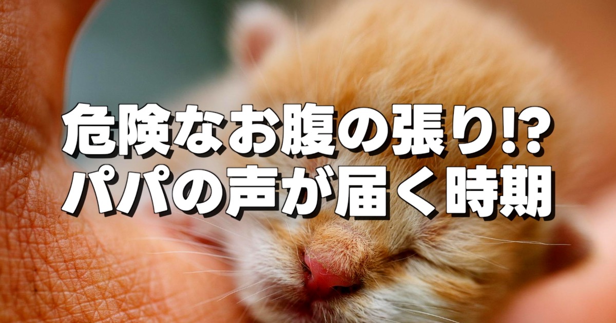 危険なお腹の張り!? パパの声が届く時期の文字と動物（猫）の赤ちゃん