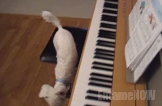 ピアノ犬3