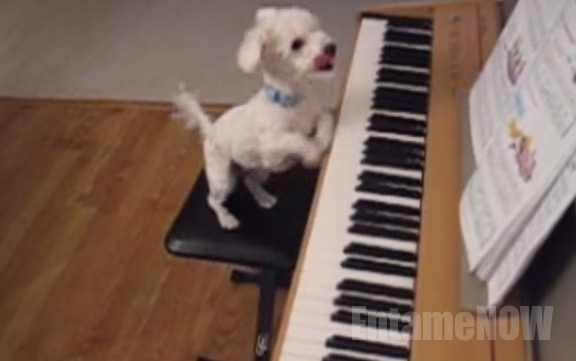 ピアノ犬4