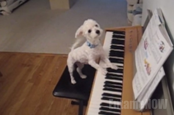 ピアノ犬6
