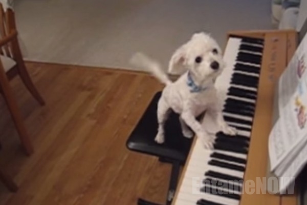 ピアノ犬7